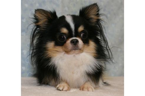 販売中のチワワ(ロングコート)の親犬